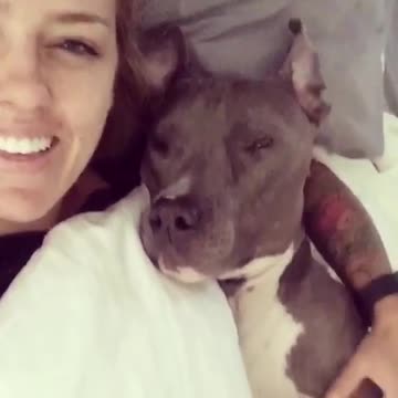 Trying to wake up a pitbull
