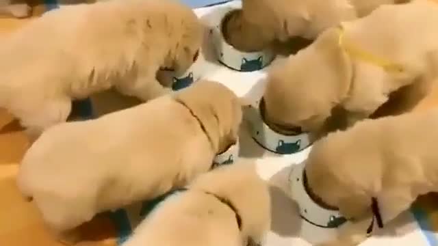 A house of little golden retrievers