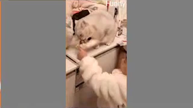 Funny Cats Fail Compilation Videos 2022