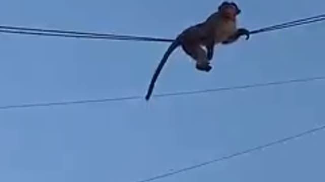 Monkey sleep in electric cable