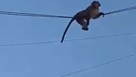 Monkey sleep in electric cable