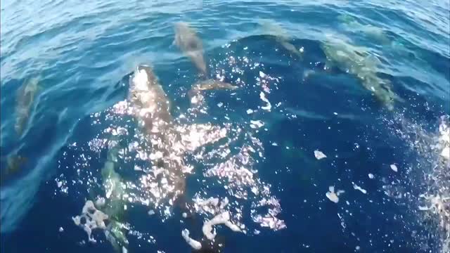 A group of dolphins walking in the sea