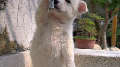 Dog drinking water