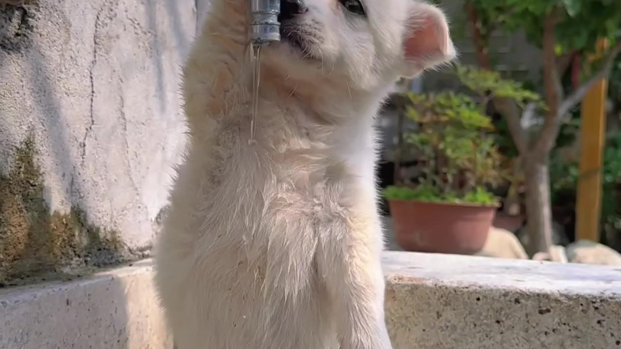 Dog drinking water