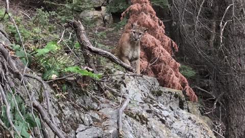 Watch A Couple Hikers Hikers Come Face To Face With A Cougar