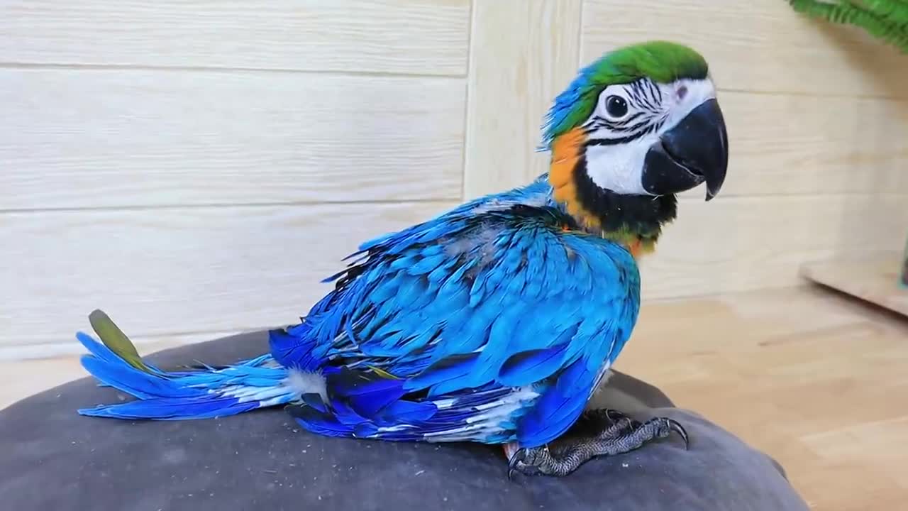 yt1s youtube downloader How baby macaw grows up | From the hatch until the eyes opened