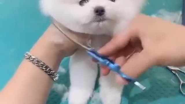 Cute puppy