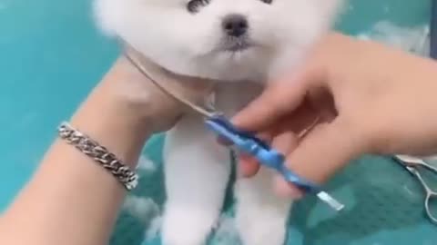 Cute puppy