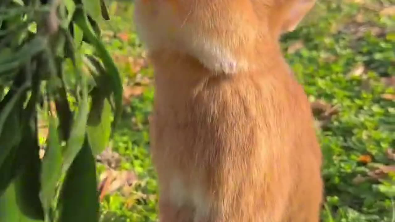 Cute rabbit eat orange 🐇😻