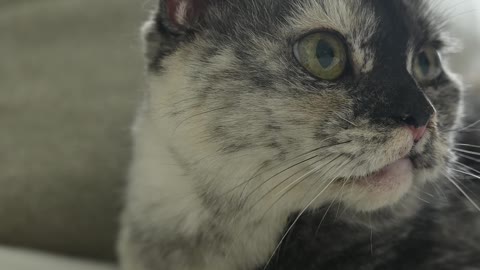 video-of-a-cat-