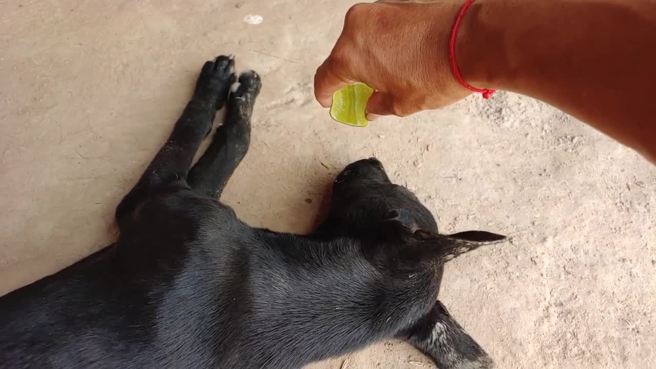 Funny Lemon Prank on Dogs 😂