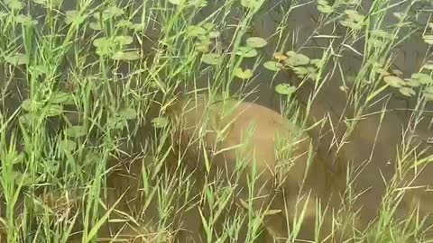 Beautiful green plants under the creek