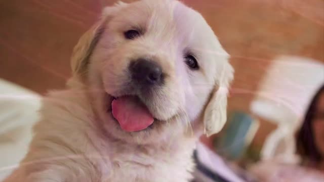 Cute baby animal video cutest puppy ever