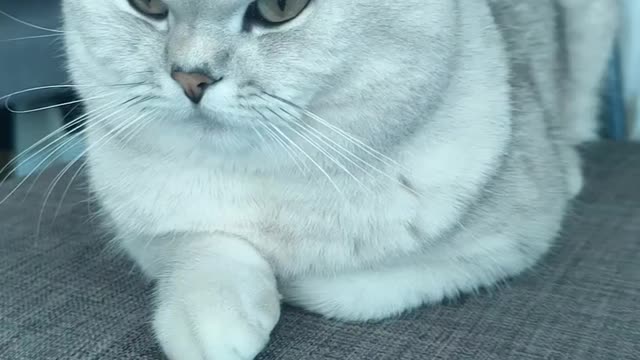 kitty