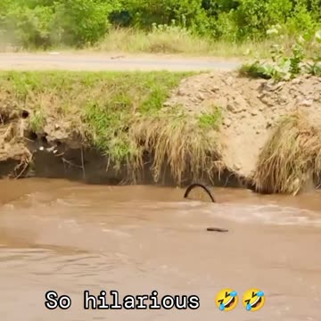 "Laughing Out Loud: The Funniest Moments That Will Leave You in Stitches"