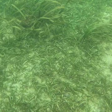 Snorkeling Above a Bed of Starfish 🌊⭐