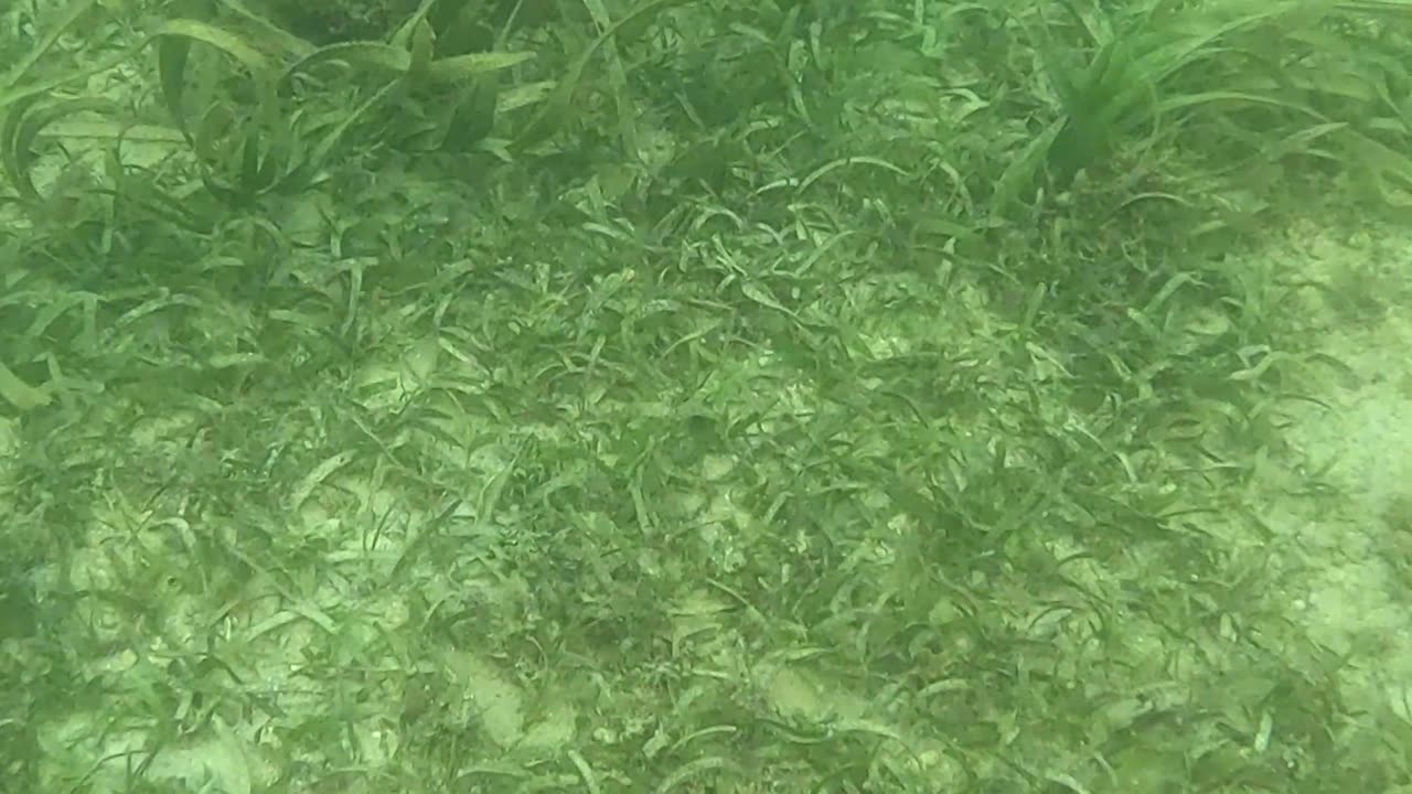 Snorkeling Above a Bed of Starfish 🌊⭐