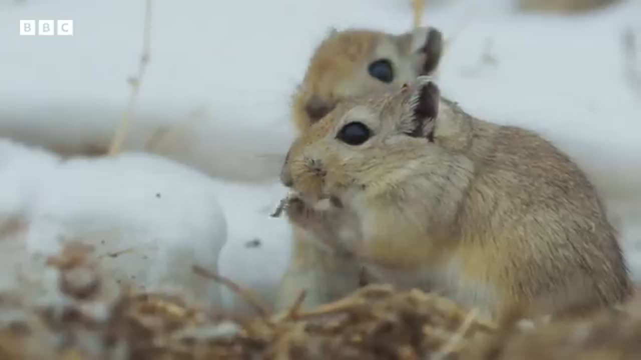 World’s Grumpiest Cat I Frozen Planet II