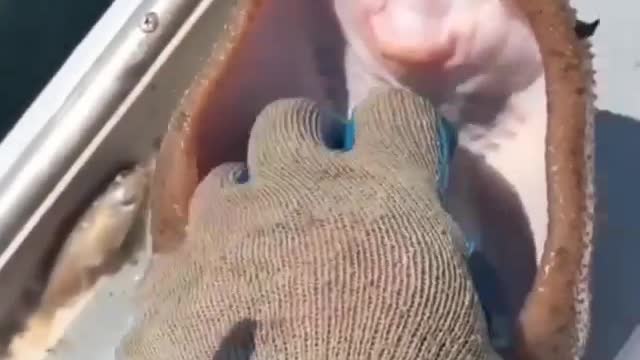 Laughing Star fish