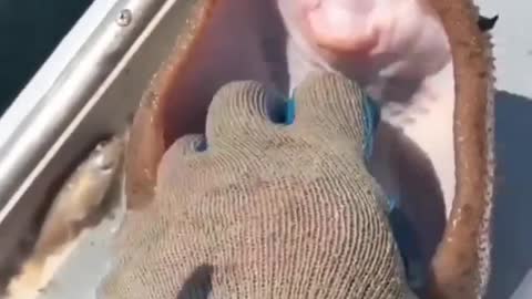Laughing Star fish