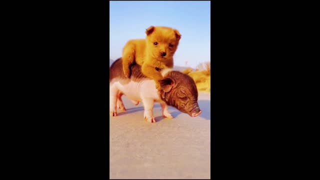 dog riding on pig