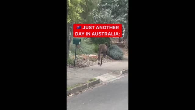 Kangaroo 🦘 casually bounces around the streeta in Australia