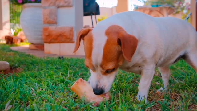 The Power Healing of Dogs