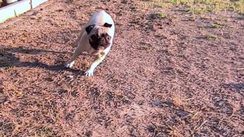 Why do pugs look so silly when they run?