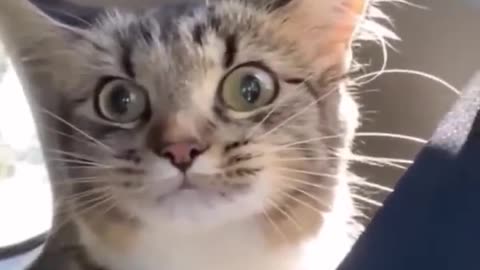 New Funny Videos 2022 😍 Cutest Cats and Dogs 🐱🐶