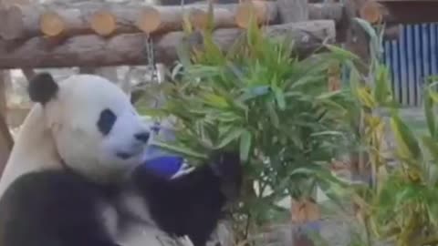 panda easting