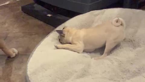 Puppy Pug 2