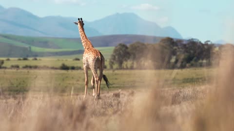 A Giraffe In The Wilderness