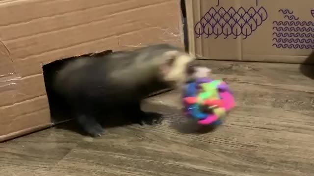 Adorable ferret doesn't want to share his ball anyone. So cute !