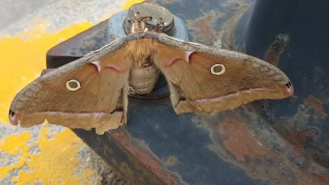 Polyphemus Moth