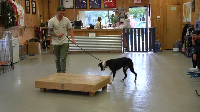 to Train ANY DOG the basics- Dog Training foundation