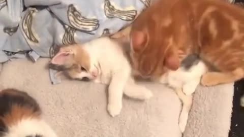 Funny cats