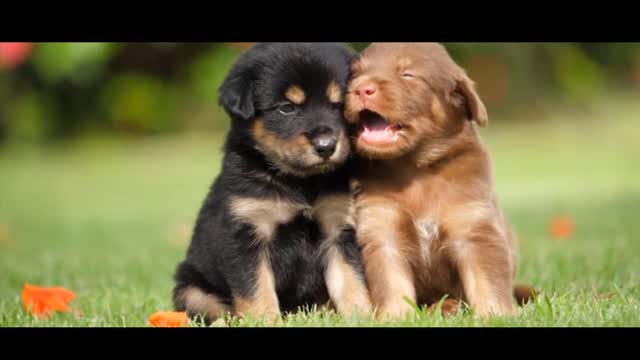 CUTE PUPPIES