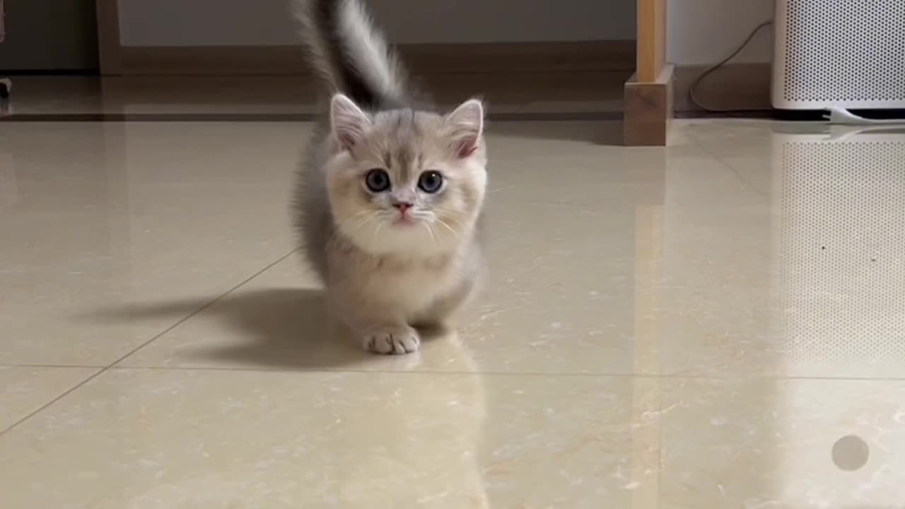 Pet cat and animal cute playing