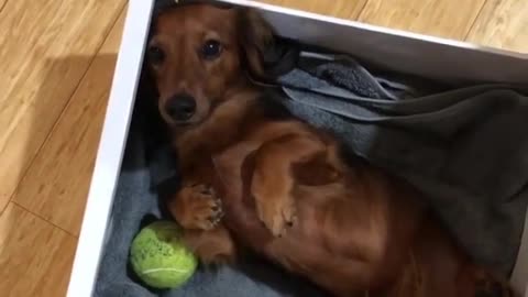 puppy in drawer