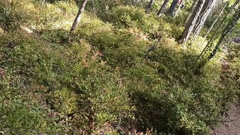 Den bortsprungna hunden i skogen.