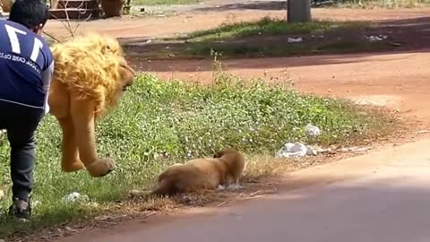 Troll Prank Dog Funny & fake Lion and Fake Tiger Prank