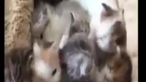 Funny Cat videos 🤣🤣🤣🤣🤣