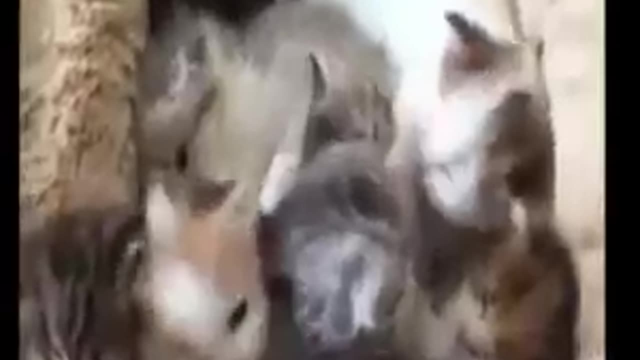 Funny Cat videos 🤣🤣🤣🤣🤣