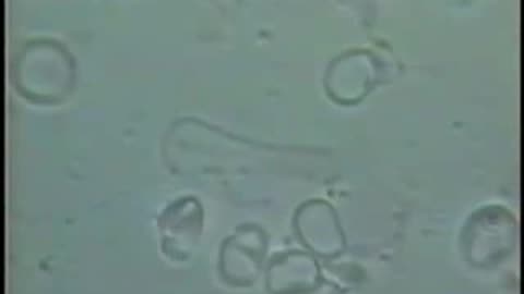 Pleomorphism (biological transformation) Dr. Robert O. Young