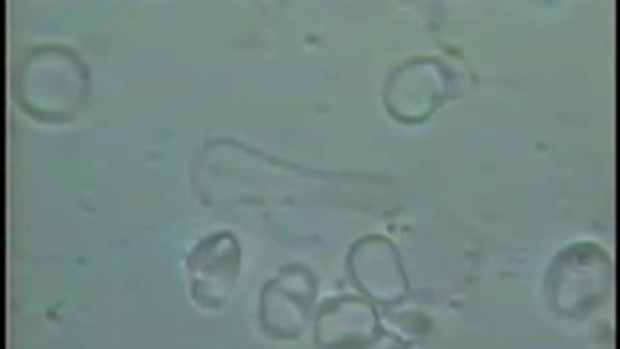 Pleomorphism (biological transformation) Dr. Robert O. Young