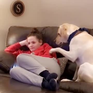 Needy dog humorously demands owner's attention