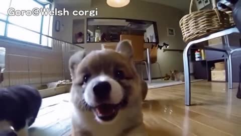 In 30 sec, These Hilarious Slow-Mo Corgi Puppies Will Make You Laugh & Smile!