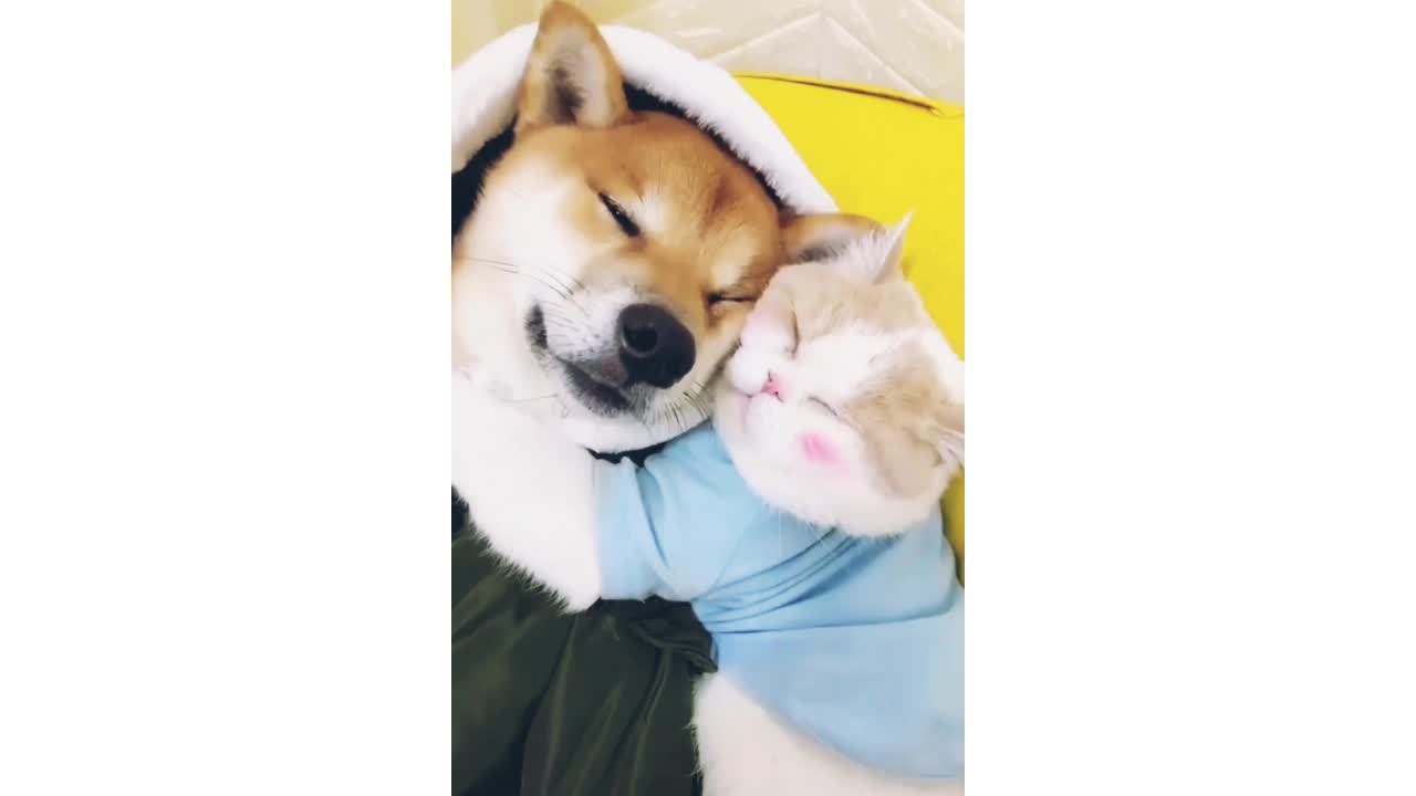 kitten and cute dog