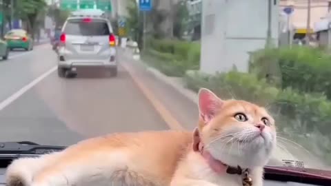 Cute cat