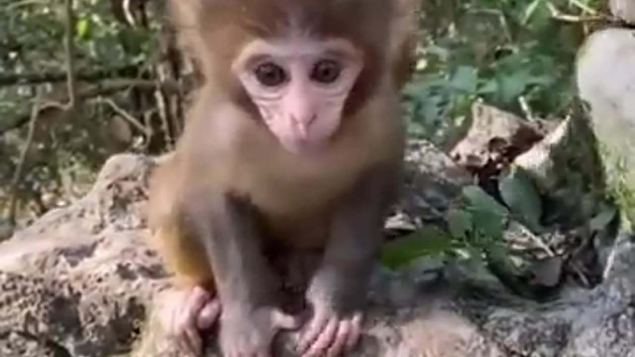 Cute animals🐵🐔🐶🐷 more fun baby👶👶